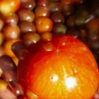 A collection of the wide variety of tomatoes during the peak summer season.